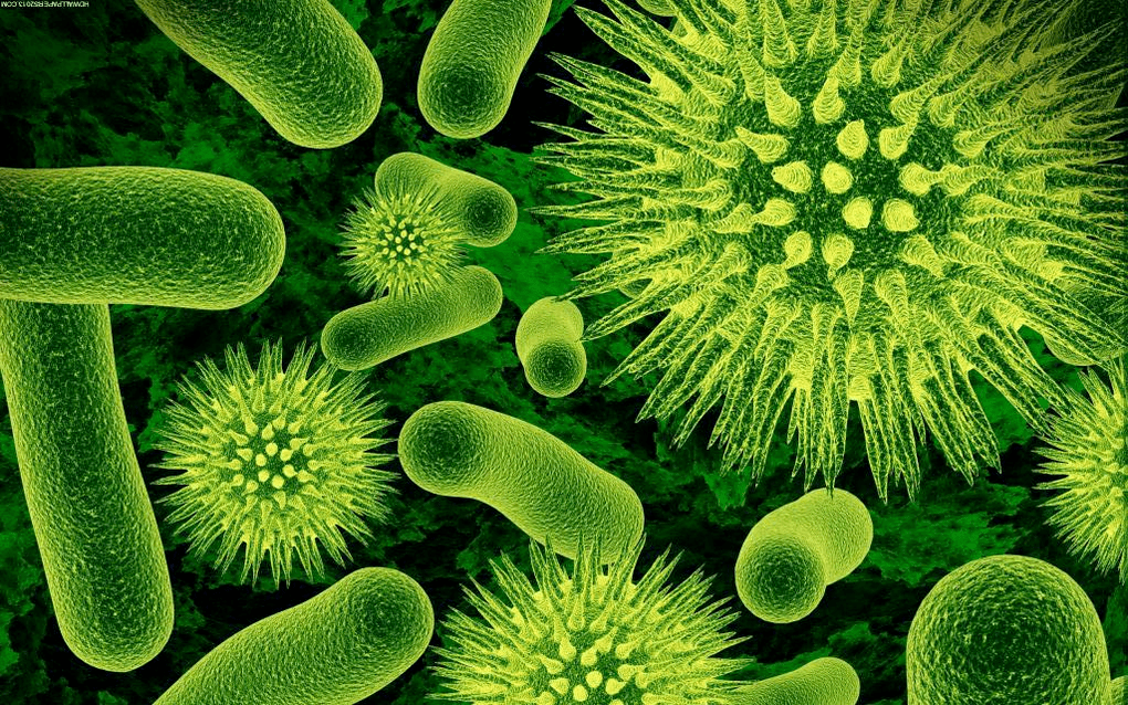 kaip bakterijos patenka į organizmą